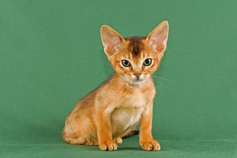 Abyssinian kitten
