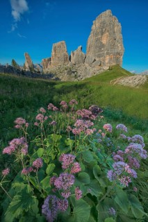 Cinque Torri with blue sky and a meadow of violet flowers in the foreground