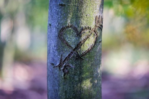 Heart carved into a tree