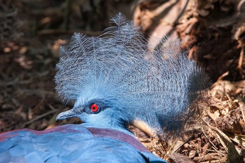 Western Crowned Pigeon or Common Crowned Pigeon (Goura cristata)