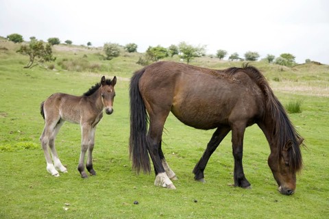 Horse with foal