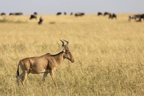 Coke's Hartebeest (Alcelaphus buselaphus cokii) adult