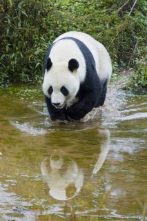 Giant Panda (Ailuropoda melanoleuca) adult