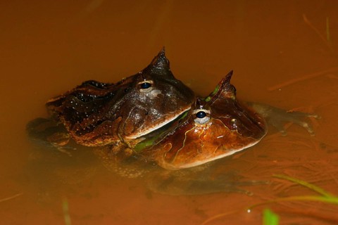 Amazonian horned frogs (Ceratophrys cornuta)