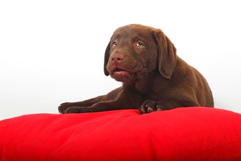 Chocolate Labrador Retriever puppy