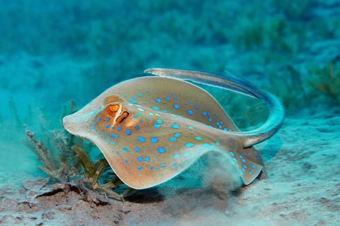 Bluespotted ribbontail ray (Taeniura lymma)