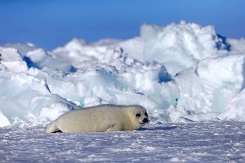 Harp Seal or Saddleback Seal (Pagophilus groenlandicus