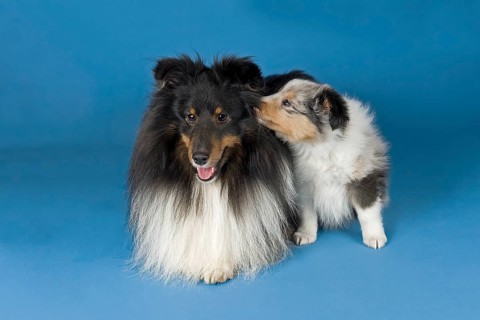 Shetland Sheepdogs
