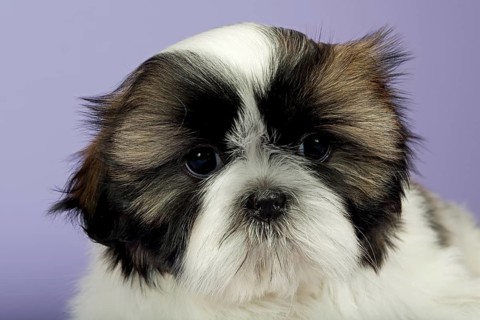 Shih Tzu puppy