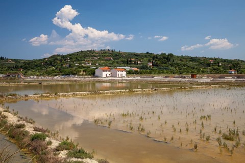Salt works in the nature reserve of Strunjan