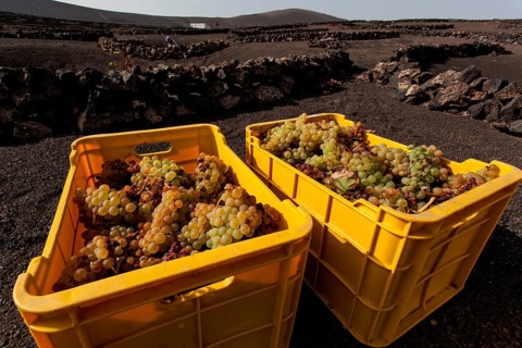 Typical vineyards in dry cultivation in volcanic ash