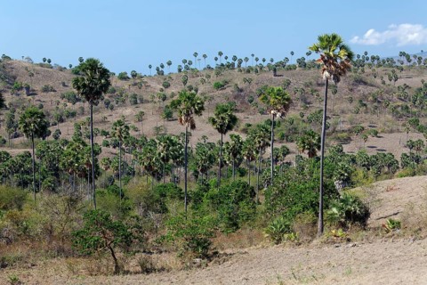 Landscape with Palmyra Palms (Borassus flabellifer) and shrubbery