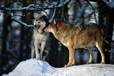 Male and female alpha wolf