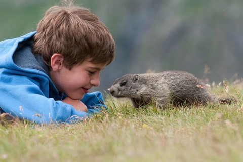 Boy looking at a young curious European Marmot (Marmota marmota)