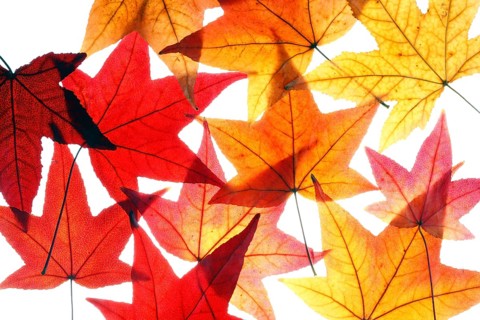 Autumn leaves