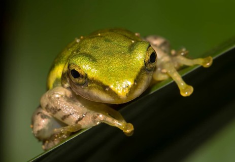 Dumeril's Bright-eyed Frog (Boophis tephraeomystax)