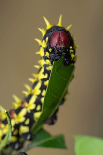 Suraka Silk Moth (Antherina suraka)