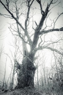 Old English oak (Quercus robur)
