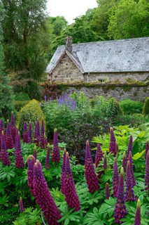 Cottage garden