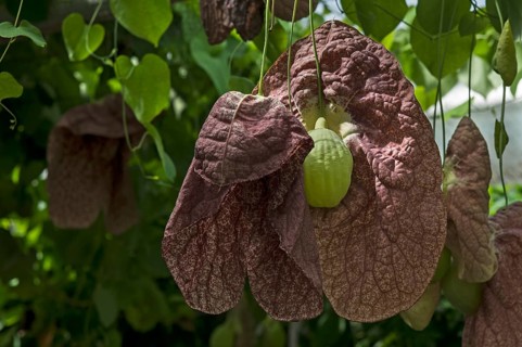 Brazilian Dutchman's Pipe (Aristolochia gigantea)