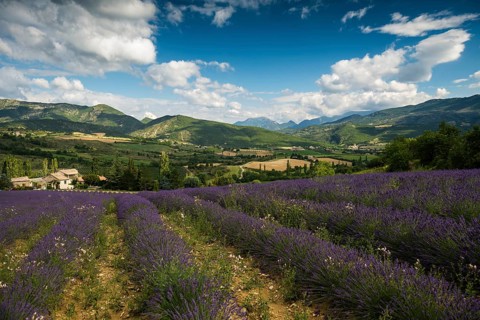 Lavender field