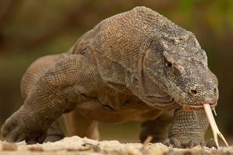 Komodo Dragon (Varanus komodoensis)