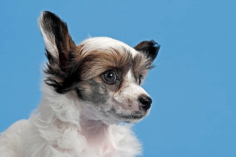 Chinese Crested Dog