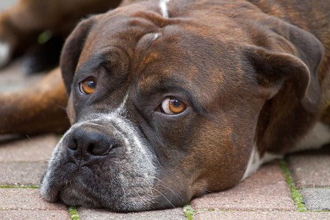 Bullmastiff-Alano hybrid dog relaxing on a pavement