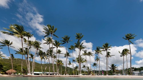Palm trees on the beach