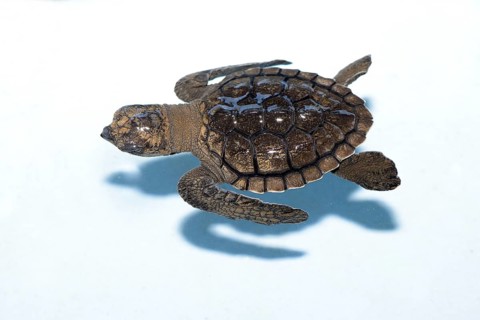 Olive ridley sea turtle (Lepidochelys olivacea)