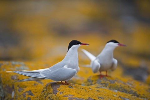 Arctic Terns (Sterna paradisaea)