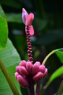 Banana flower (Musa paradisiaca) with infructescence