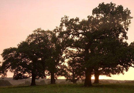 Oak trees at sunrise