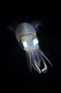 Bigfin Reef Squid (Sepioteuthis lessoniana)