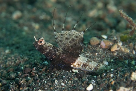 Scaleless Shrimpgoby (Tomiyamichthys nudus)