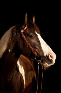 Paint Horse gelding