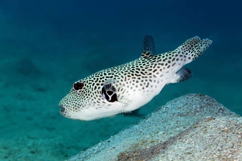 Stellate puffer (Arothron stellatus)