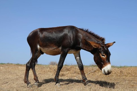 Donkey tied to a rope