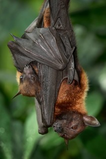 Flying fox (Pteropus sp.)