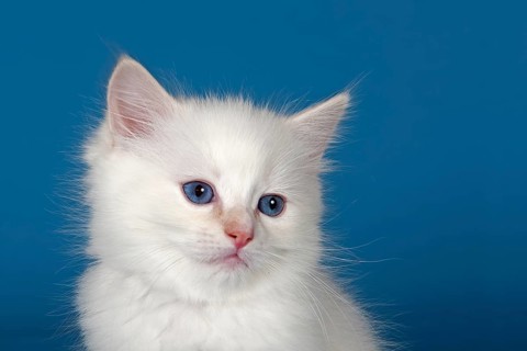 Ragdoll