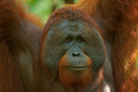Bornean Orangutan (Pongo pygmaeus)