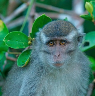 Crab-eating Macaque (Macaca fascicularis)
