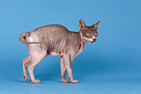 Canadian Sphynx cat