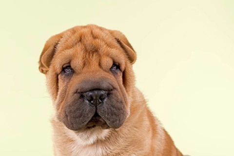 Shar Pei puppy