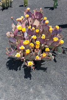Purple Prickly-pear (Opuntia macrocentra)