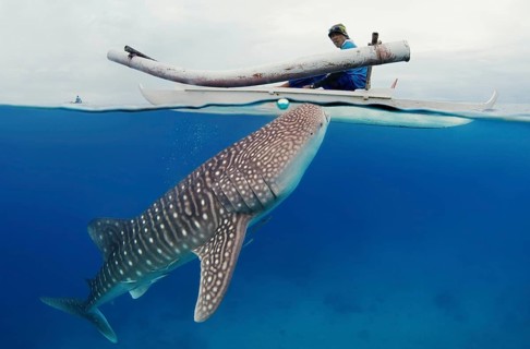 Whale shark (Rhincodon typus) Bohol Sea