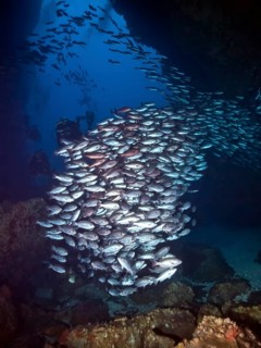 School of Jordan's snappers (Lutjanus jordani) with divers at a rock