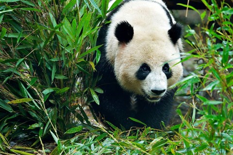 Giant Panda (Ailuropoda melanoleuca)