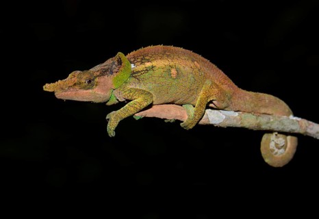 Green-eared Chameleon (Calumma malthe) in the rainforest