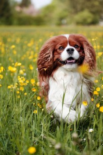 Cavalier King Charles Spaniel running through a field of flowers